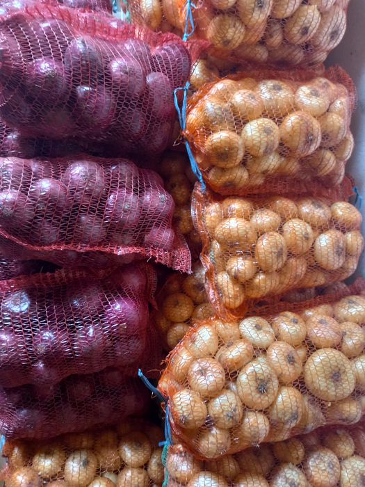 Ceapa alba românească și ceapa rosie