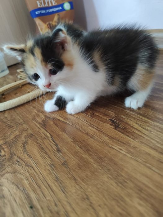 Котята 1.5 месяца 5000