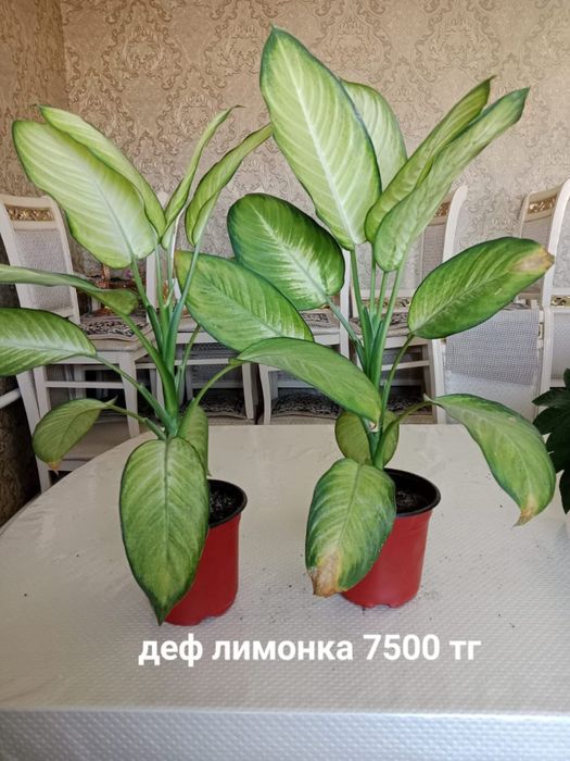 Комнатные цветы . Бөлме гүлдері