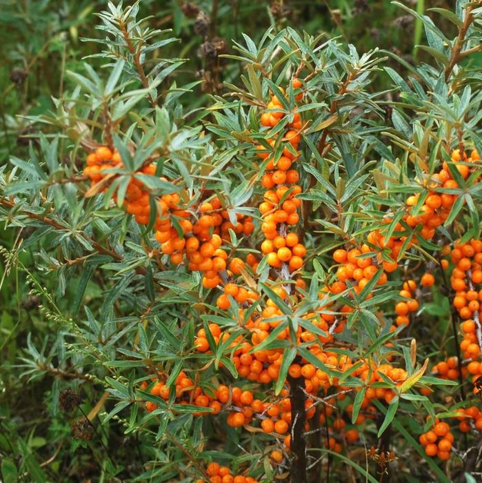 Arbuști Fructiferi  CATINA MASCUL