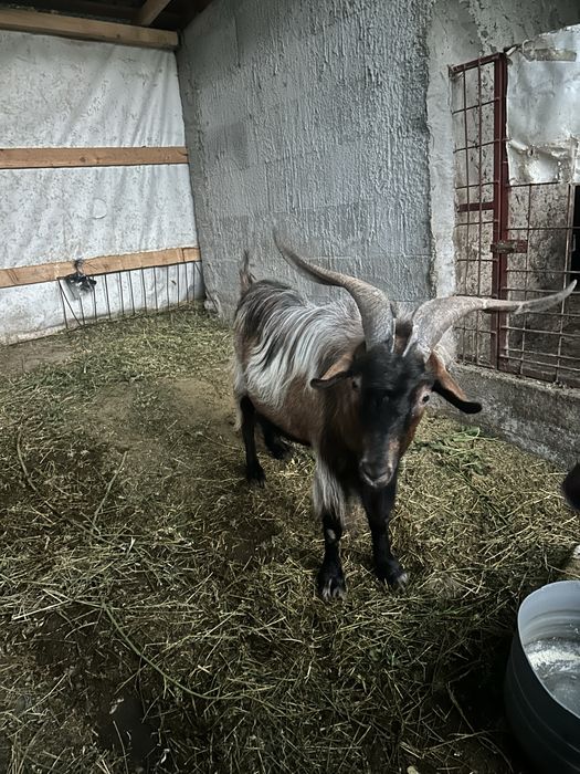 Țap de vanzare metis de alpin