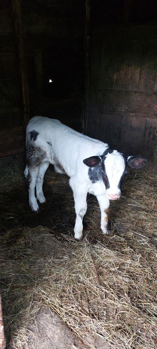 Vaca baltata românească de vanzare!
