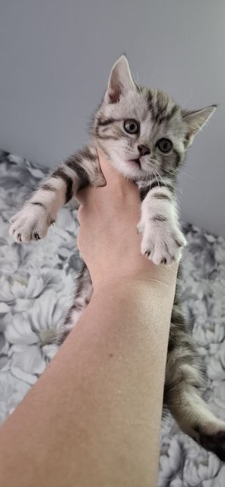 Британские котята