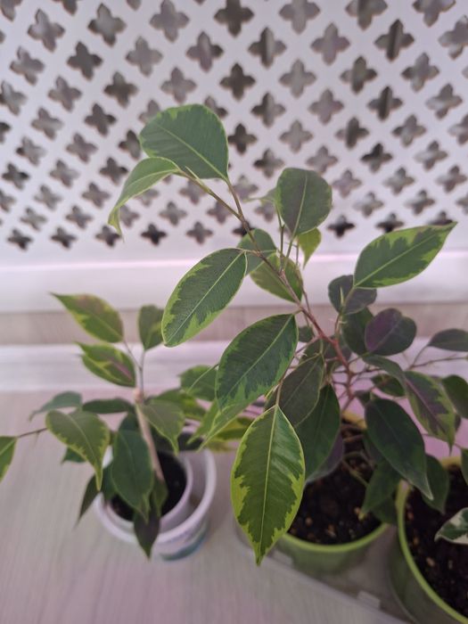 Фикус Бенджамина,  сортовые