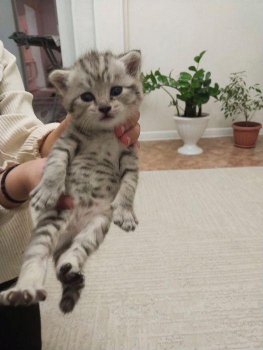 Продам котят по 3000 тенге