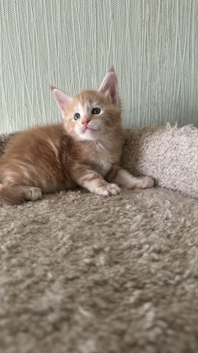 Питомник.. Котята... Мейн-Кун... Продажа