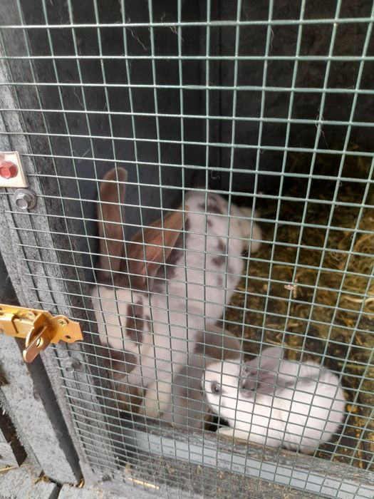 Disponibili puiu de fluture german și o femela janet de 3.5 luni sau schimb cu diverse pasarii