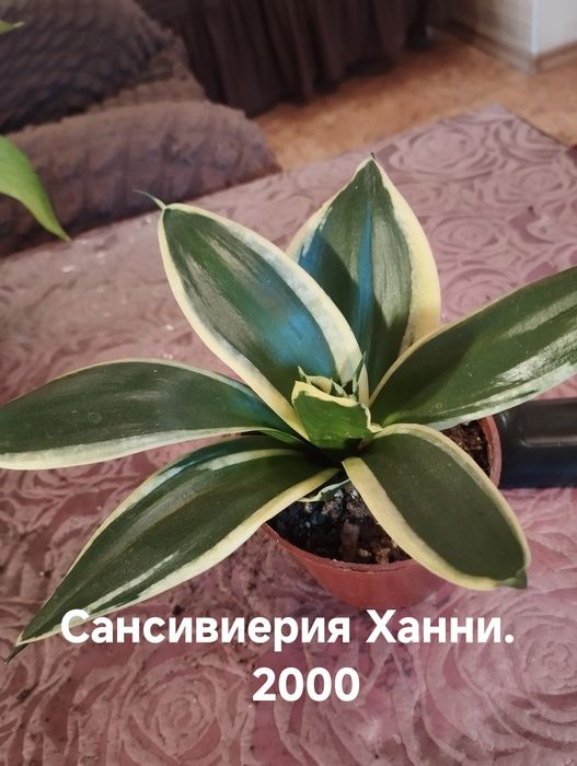 Продам Комнатные растения