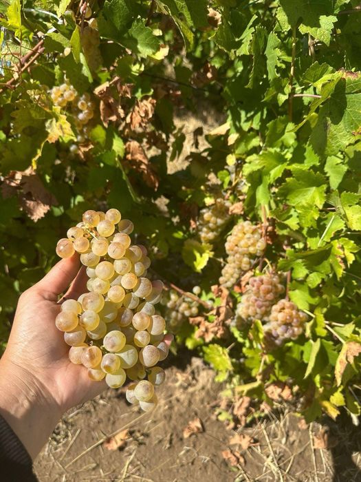 Vând Struguri de vin cu transport la domiciliu