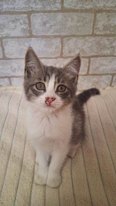 Отдаётся котёнок мальчик в добрые руки!