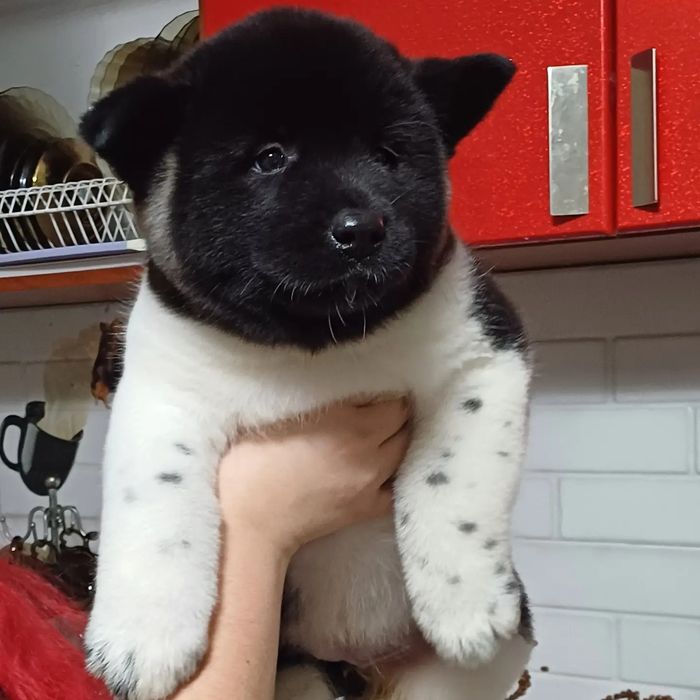 Щенки красивые с документами