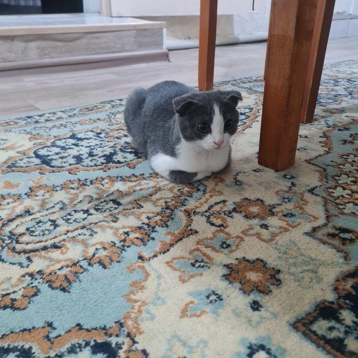 Веслаухий котенок девочка