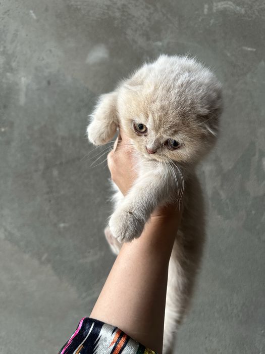 Котенки британские вислоухие