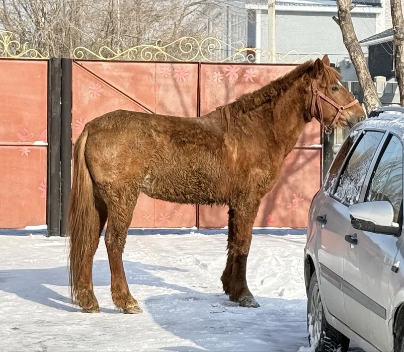 Продам кобылу 6 лет