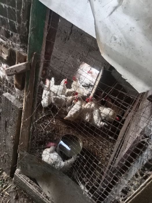 Продается дом пос. Вольный