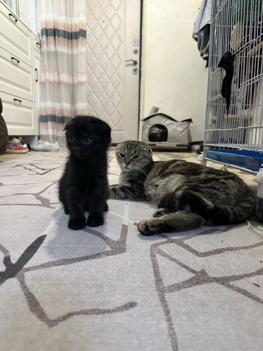 Продам котенка вислаухий