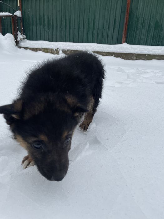 Щенок овчарки, немецкая овчарка