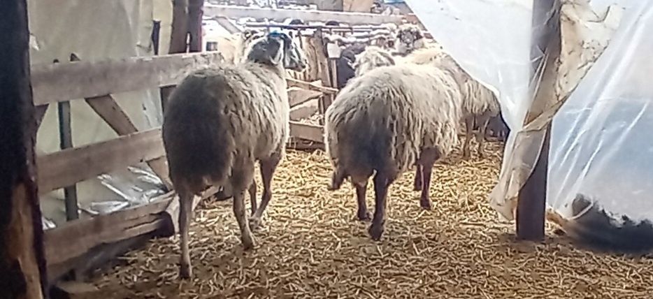 De vânzare oi și capre și câteva cu miei