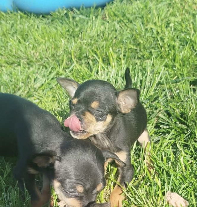 4 Мини-пинчерчета