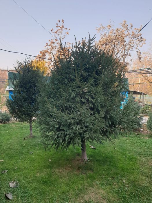 Ёлка кремлевская ,голубая ель