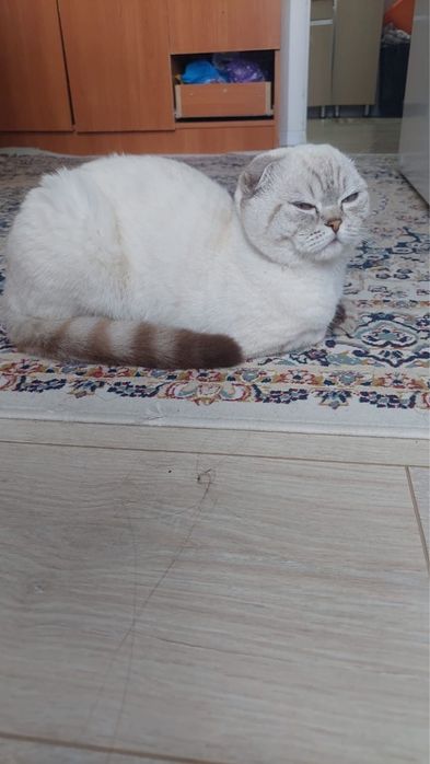 Мышық сатам алатын алам боса