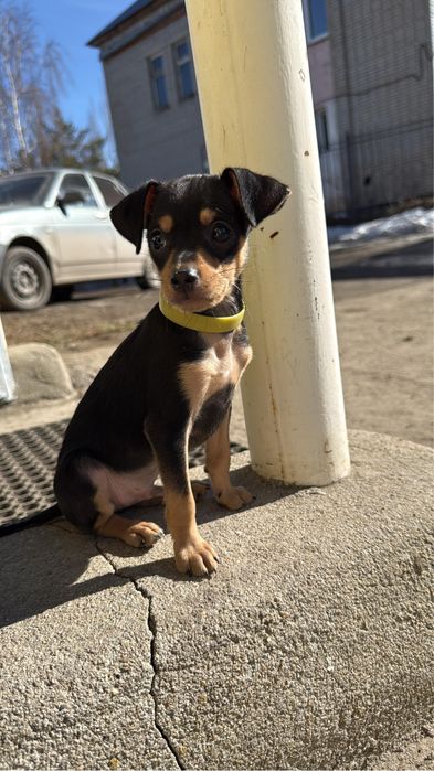 Продам мини той-терьера