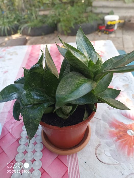 Продам домашние цветы