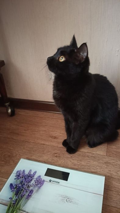 Стерилизованная кошечка!