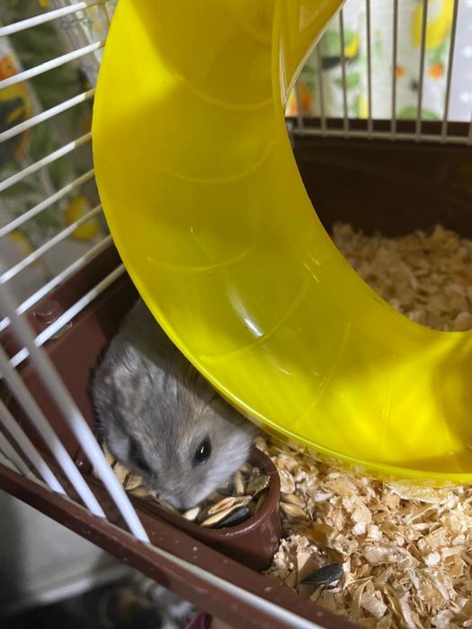 Клетка 3 этажа с хомяком