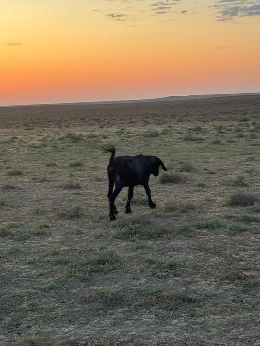 Он бас серке бар бағасы келісімді