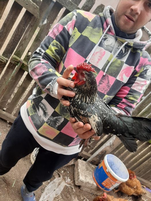 Vand sau schimb !