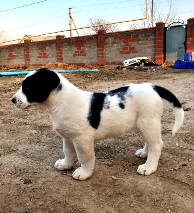 Продам щенка Алабая