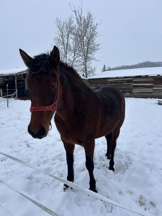 Cal de calarie de vanzare