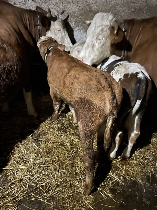 Vand doi tauras frumos