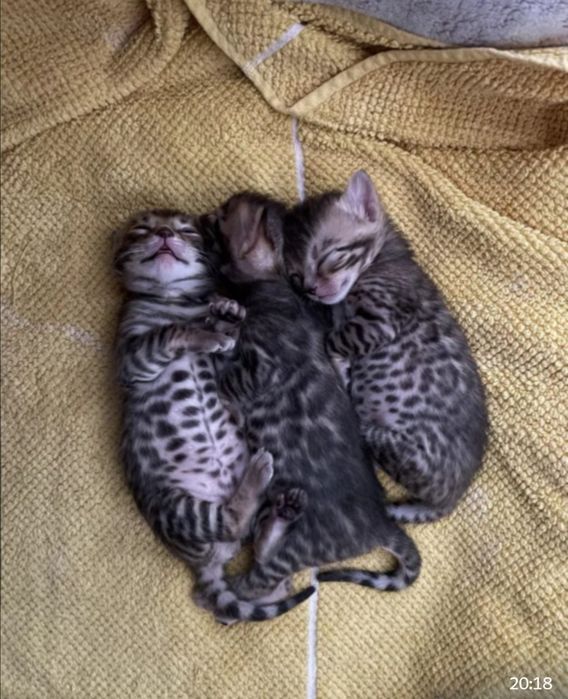 Девочка чистокровная бенгал