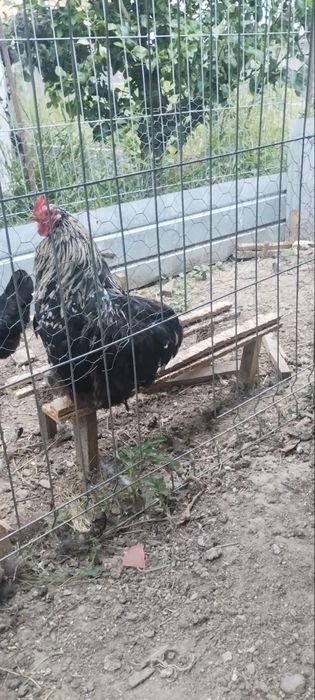Pui COCOȘI i pitici din 21 iunie 2026