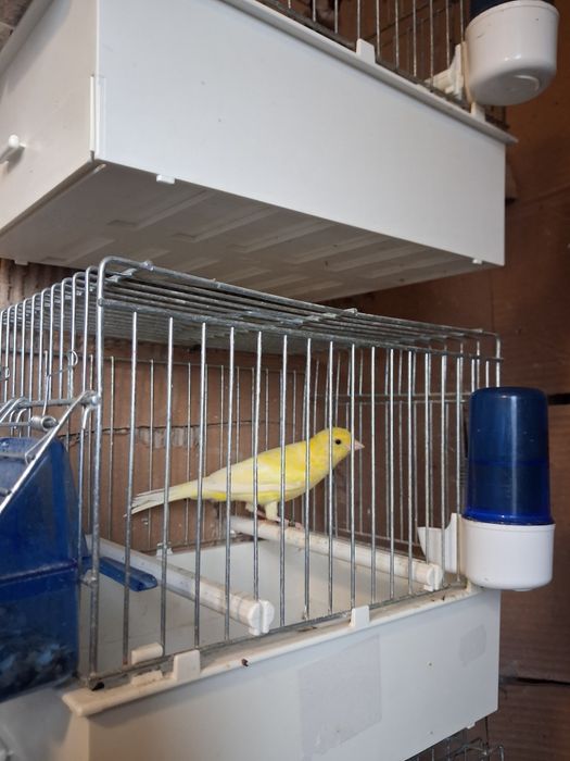 Vinzare canari canarite pui de canari