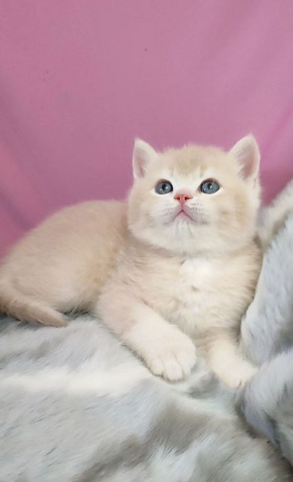 Британская лиловая шиншила мальчик