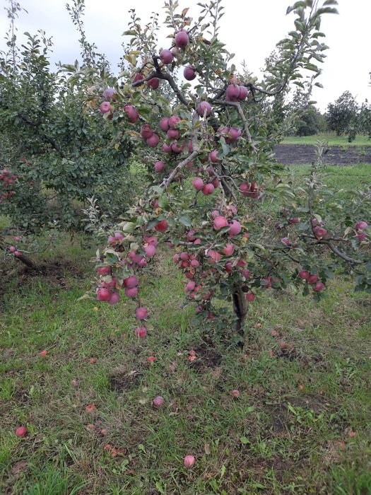 Mere Florina si Idaret