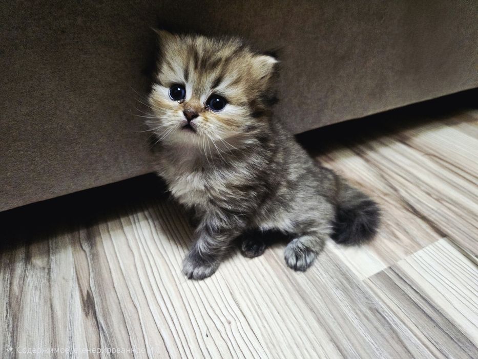 котята в семью Скотиш Страй