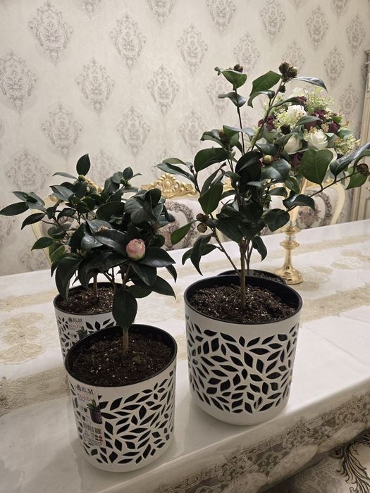 Камелия по низкой цене