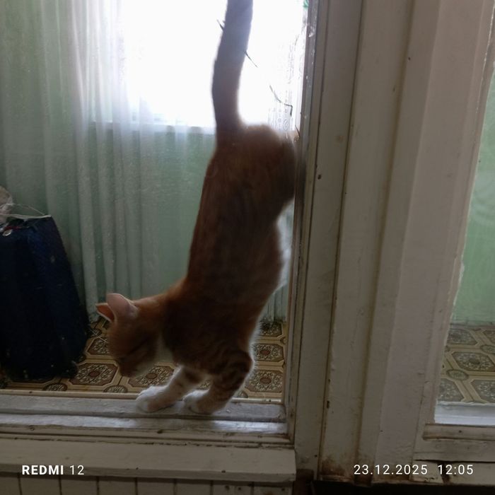 Отдам котенка , кошечка очень красивая