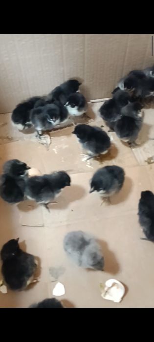 Астролорп жужалар сотилади