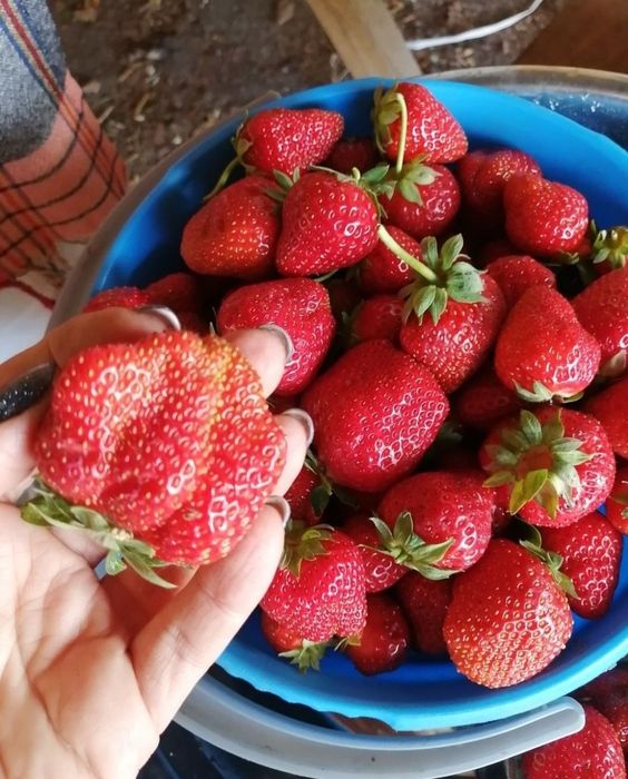 Рассада клубники (Костанай)