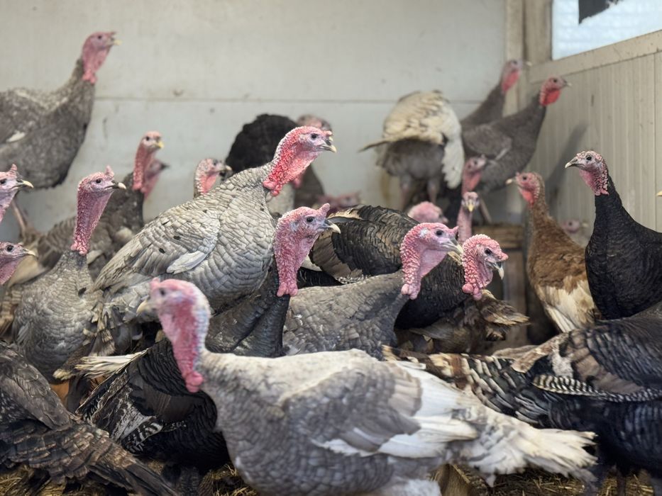 Curci de casă – crescute natural | Vii sau tăiate la cerere