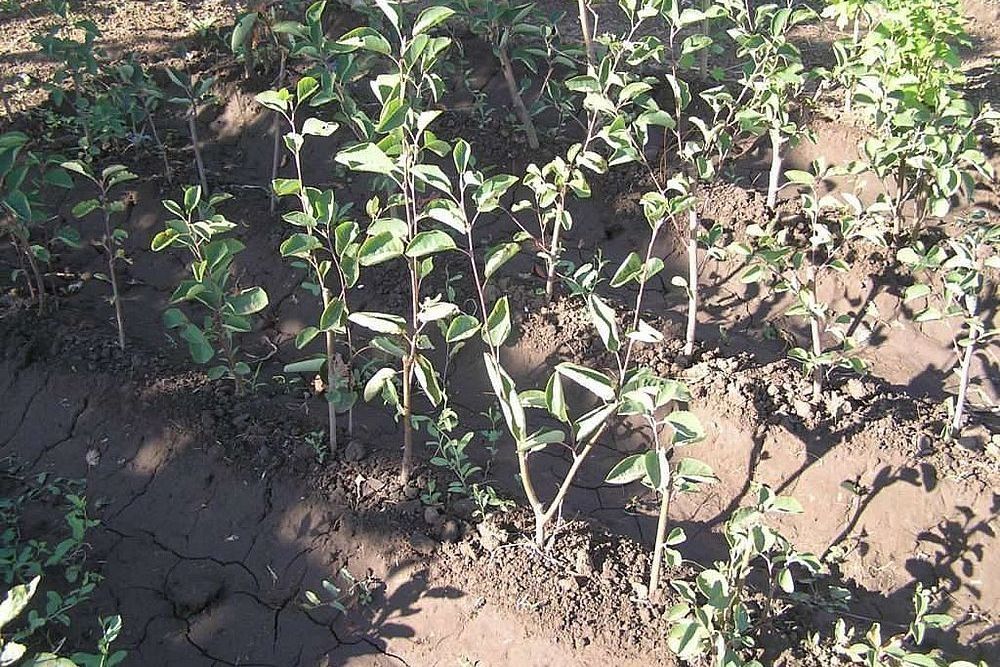 Ирга Канадская завезенная 20 лет назад