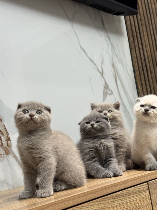 Scottish Fold zotli mushukchalar