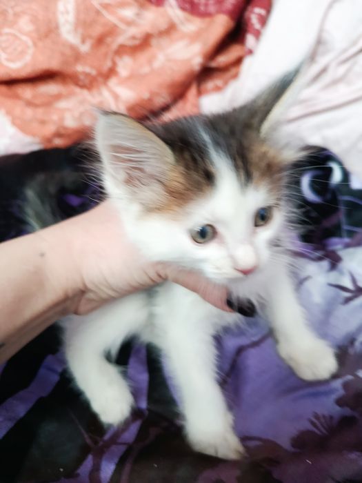 Котята в хорошие руки