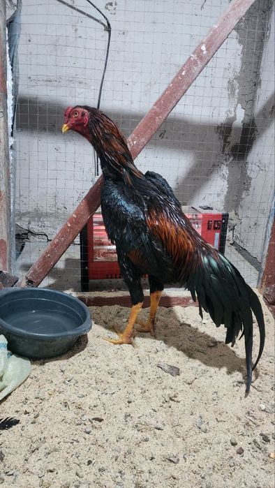 Продам дакан турок