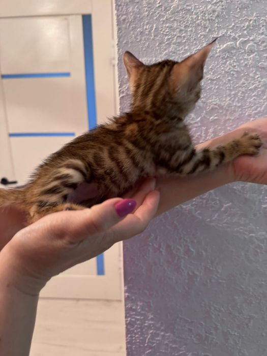 Красивые котята леопарды бенгалы